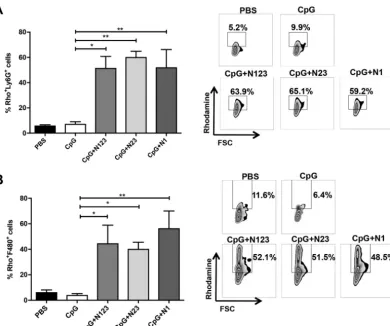 FIG 7 Immunization with individual subdomains of ClfA enhances phagocyte ROS activity during63, the mice were challenged withassessed for ROS activity, detected by rhodamine (Rho)-positive cells