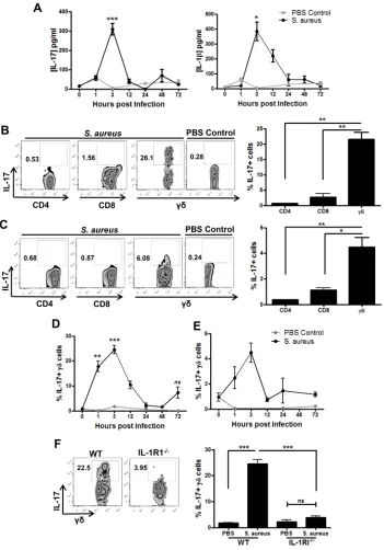 FIGURE 1. T cells are the primary source of IL-17 during 