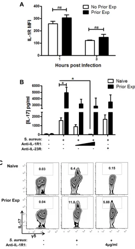 FIGURE 6.IL-1R or IL-23R signalling is dispensable for the secondary IL-17 response of primed 