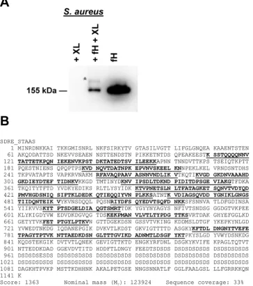 Figure 2. Factor H cross-linked to S. aureusindicated by the asterisk (*); XL: cross-linker, BS cell wall protein/s
