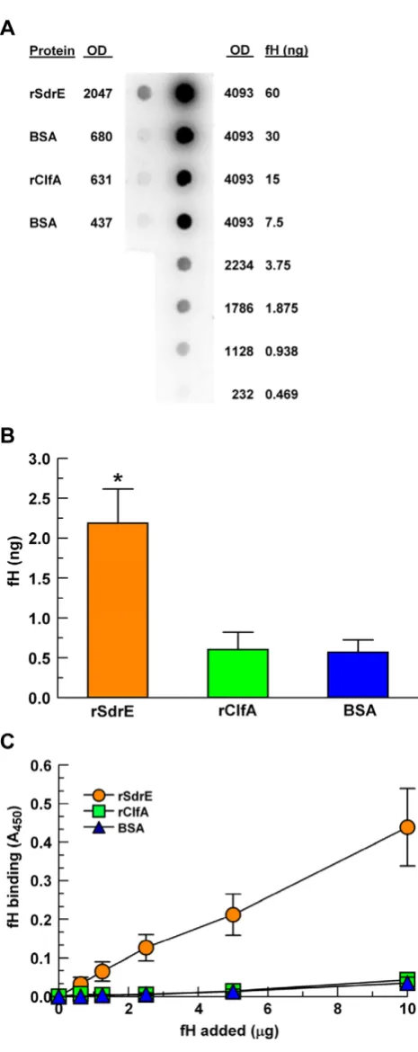 Figure 3. Purified fH binding to recombinant proteins. A, A