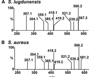 FIG. 4. HPLC analysis of the S. lugdunensisindicates that IsdG heme degradation product