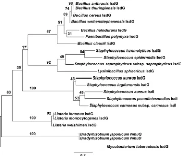 FIG. 8. Two distinct staphylococcal clades within a phylogenetic tree of annotated IsdG-family heme oxygenases