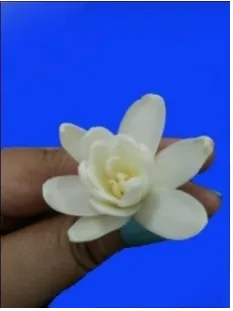 Gambar 7.  Kriteria bunga mekar yang diamati 