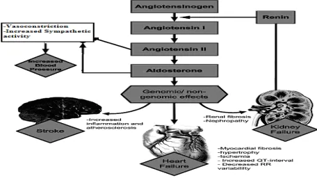 Fig 1.4: Described overview of PKC-dependent activation and induction of eNOS and vascular NAD(P)H oxidase (Farlane et al., 2003)