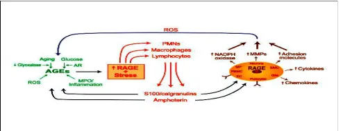   Fig 1.5: Described advanced glycation end product-receptor for advanced glycation end products (AGE-RAGE) and a vicious cycle of cellular perturbation and tissue 