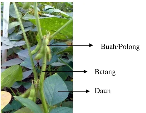 Gambar 1. Tanaman Kedelai 