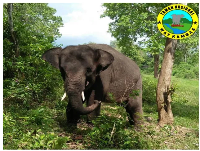 Gambar 2.  Gajah sumatera (pribadi,  2017). 