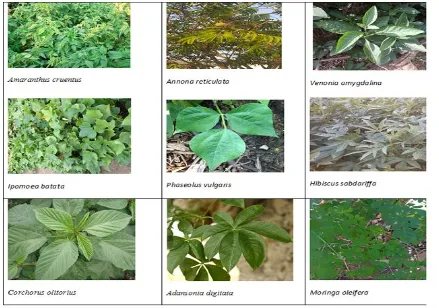 Table 2 Phytochemical constituents of the leafy vegetables 