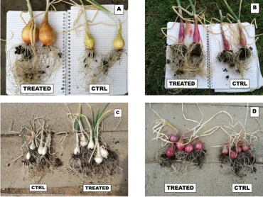 Figure 4 Effect of Effective Microorganisms (EM) on the growth of onion cv “Rossa di Tropea”