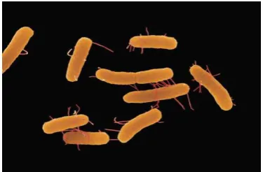 Gambar 2.28 Salmonella typhimurium                     Gambar 2.29 