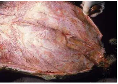 Gambar 2.30 Kepala Dan Leher Sapi Yang Mengalami Edema Subkutan 