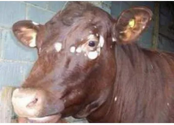 Gambar 2.41 Ringworm Pada Sapi  