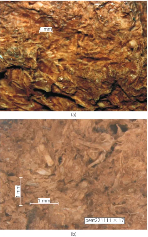 Figure 2 presents optical images of dried, natural peat specimens,which conﬁrm that most of the plant matter present was alreadyin a moderately decomposed condition