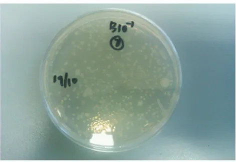 Table 3. Microorganism counts for natural peat plated withtryptic soy agar (1/10)