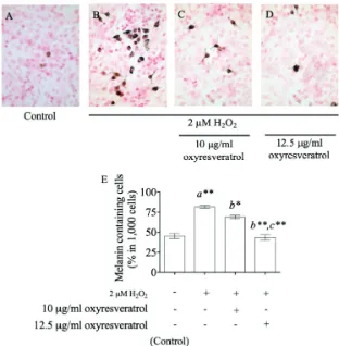 Figure 4. The effect of oxyresveratrol at the doses of 10 and 12.5 µg/ml on melanin accumulation in H2O2-induced B16 cells