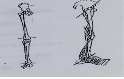 Gambar 2. Panjang tungkai