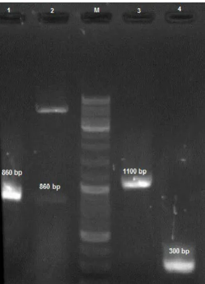 Fig. 2. Confirmation of  gene cloning: Lane 1, specific PCR product of fhbp gene; Lane 2, double digestion of recombi-nant plasmid by BamHI and SalI restriction enzymes; Lane M, 100bp DNA ladder; lane 3, fhbp gene PCR product  by plasmid universal primers; Lane 4, universal PCR product of pET 28a (+) as negative control.