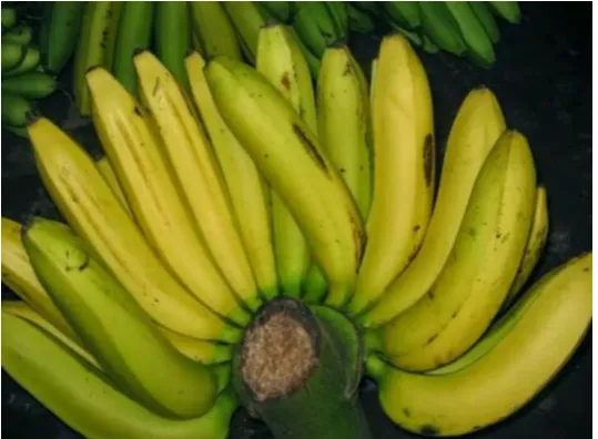 Gambar 2.  Buah Pisang ‘Ambon Kuning’ 