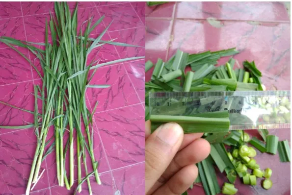 Gambar 4. Rumput Gajah Sebelum dan Sesudah Dicacah 