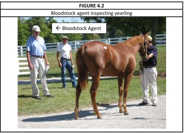 FIGURE 4.2 Bloodstock agent inspecting yearling 