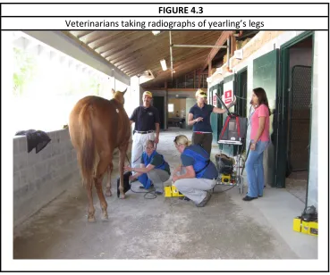  FIGURE 4.3 Veterinarians taking radiographs of yearling’s legs 