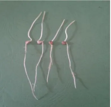 Gambar 6.  Kecambah normal.