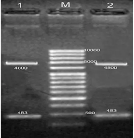 Fig. 2. Confirmation of the recombinant Bacmid. Lane M: 1Kb DNA Ladder, Lane C: Non- recombinant Bacmid alone without pFastBac (273bp); Lane (1,2): recombinant Bacmid contains pFastBac-HCV Core+1 (2856bp); Lane (3,4): re-combinant Bacmid - pFastBac (2373bp).