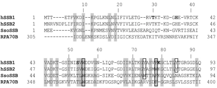 Figure 1. hSSB1 OB domain sequence information. Sequence alignment of the OB domains of hSSB1, hSSB2, SsoSSB and RPA70B