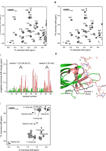 Figure 2. NMR analysis of hSSB1 OB domain in complex with ssDNA (oligo(dT)6). Sections of 15N-HSQC spectrum of full-length hSSB1 (hSSB11-211)(A) and hSSB11-123 (B) in the absence (black) and presence (1:1 mixture, light grey) of oligo(dT)6, respectively
