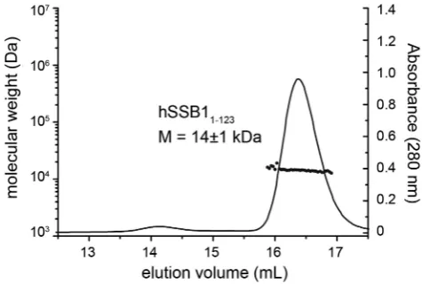 Figure 3. MALLS data of hSSB11-123 protein. Size-exclusion chromatog-raphy traces of hSSB1-123 in MALLS buffer