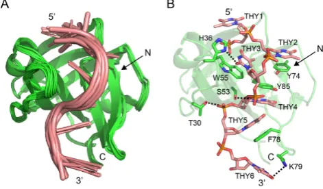 Figure 5. Functional assay confirms the importance of the four keyaromatics for ssDNA binding