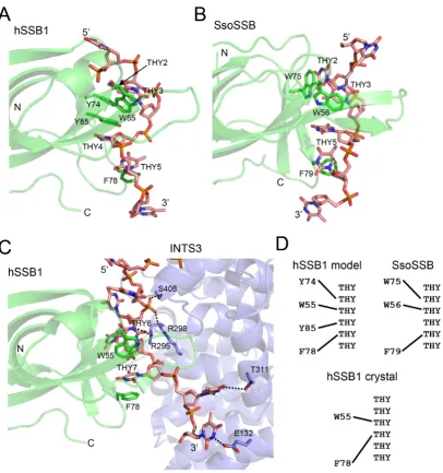 Figure 7. DNA binding mode of hSSB1 in solution versus crystal and comparison with SsoSSB