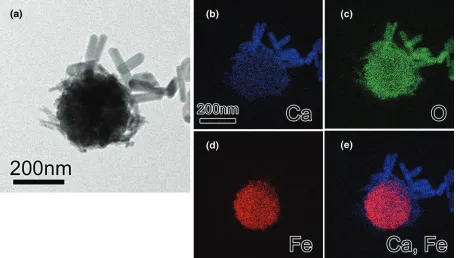 Fig. 3. TEM and EF-TEM images of a magnetite/HAp MNP composite. (a) TEM image, (b) calcium, (c) oxygen, (d) iron and (e) RB map (calcium,blue; and iron, red) maps