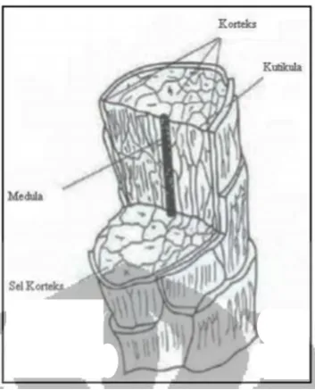 Gambar 2. Struktur batang rambut ((Mitsui, 1992).