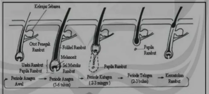 Gambar 3. Siklus pertumbuhan rambut (Mitsui, 1992)