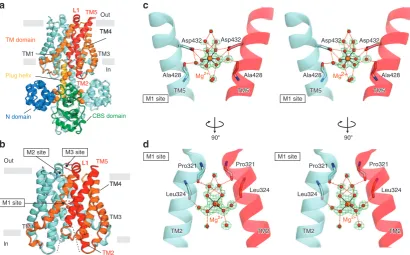 Figure 1 | High-resolution crystal structure of MgtE-TMD. (of the membrane, highlighting the N domain (blue), CBS domain (green), plug helix (yellow) and pore forming helices, TM2, TM5 and L1 (red), andother helices of TM5 (orange) in one subunit