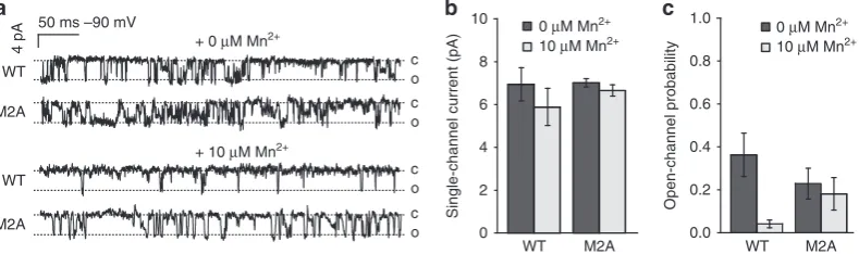 Figure 3 | Functional assays of MgtE reconstituted into liposomes. ((meana) Mg2 þ uptake by WT MgtE and its mutants in the presence of 100 mM MgCl2.b–d) Divalent cation uptake by WT MgtE and its mutants in the presence of 100 mM Mg2 þ (b), Mn2 þ (c) and Ca