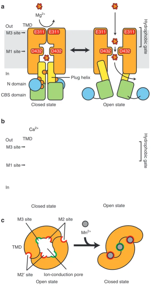 Figure 6 | Proposed model for the ion-conduction mechanism of MgtE.2Asp432) efﬁciently, because the interaction between Asp432 and itshydration shell is not optimal