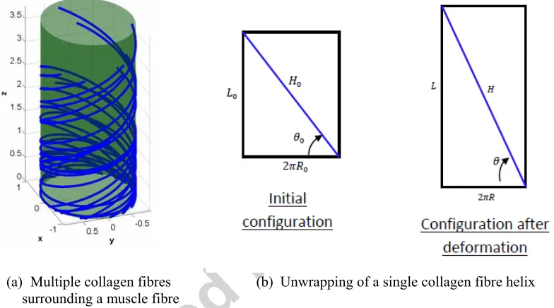 Figure 3: (a) Representation of a muscle fibre surrounded by multiple collagen 
