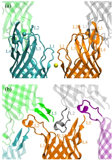 FIGURE 1Crystal contacts of the OpcA loops in the in surfo (different colors. Individual loops are labeled