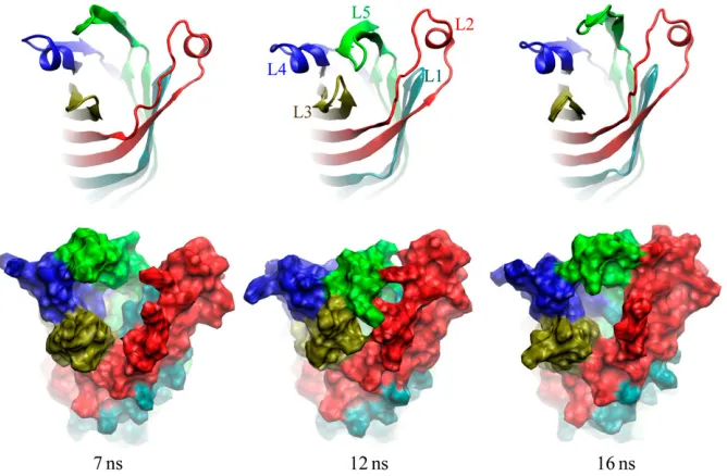 FIGURE 10Snapshotsof theconsensus modelofOpcAsimulatedinalipidbilayermembraneandviewed from the extracellular space