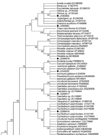 Fig. 1 Neighbor-joining tree obtained from the 18S rDNA of the determined clone sequences