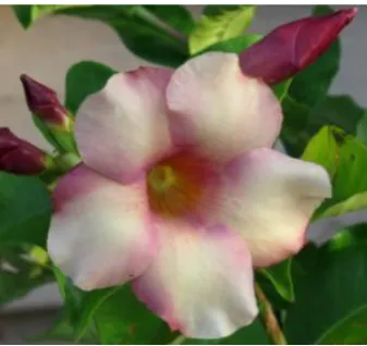 Gambar 4.  Allamanda nerifolia (Sumber: Wikimedia (2017)).  