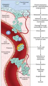 Gambar 5.  Langkah-Langkah Metastasis (Kumar et al., 2015). 