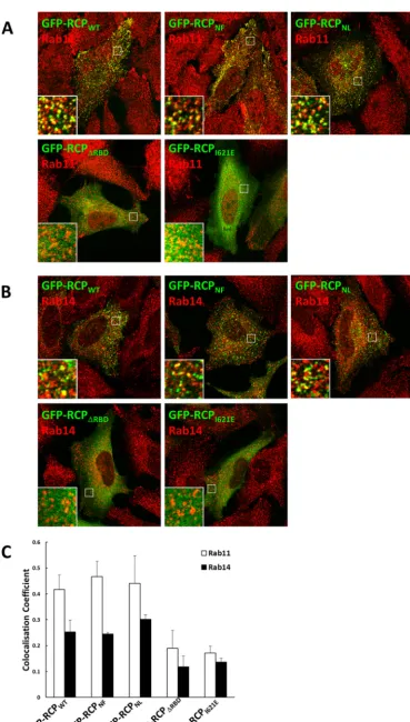 FIGURE 9. Mutation of serines 580 and 582 does not affect the localization of RCP with endogenous Rab11 or Rab14