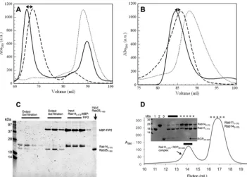 FIGURE 1. Gel filtration chromatography analyses of Rab complexes with FIPs.with a limiting amount of wtRCP(581–649) (60ment of Rab14 and the stable Rab25(7–180), wtRCP(581–649) complex.Rab25(7–180) (Rab14(2–175) (Rab14(2–175) ( A, superimposed elution pro