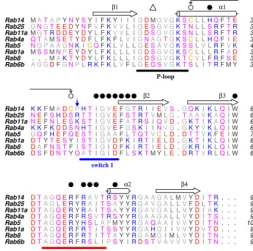 FIGURE 4. Partial sequence alignment of Rab GTPases. The sequences aretruncated at �-strand 4
