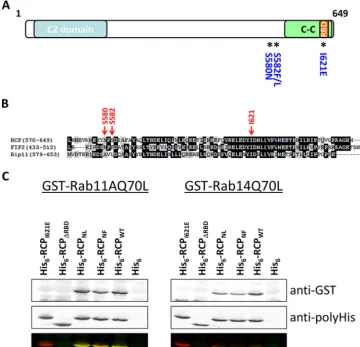 FIGURE 5. Rab14 interacts with the RBD of RCP.revealed with an anti-His antibody.were separated by SDS-PAGE, transferred to nitrocellulose, and overlaid with GTPalignment of the C-terminal region of the class I FIPs