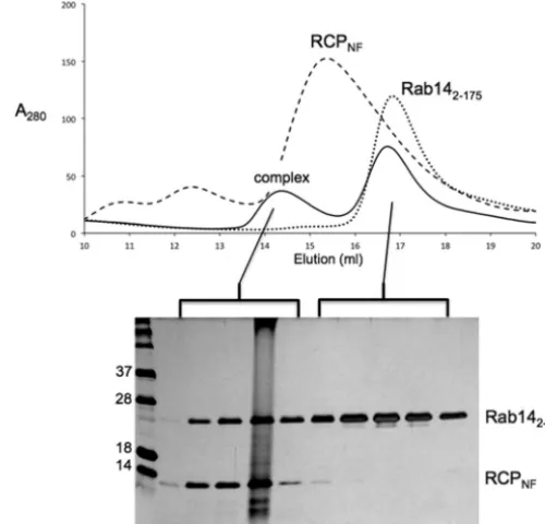 FIGURE 6. Gel filtration analysis of the complex between Rab14(2–175)and RCPNF(559–649)
